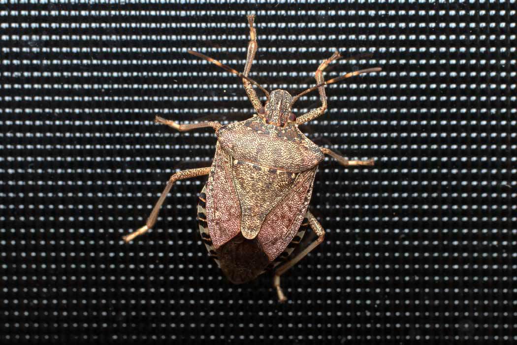 Hash Bug Everything You Need to Know About Stink Bug Season 2022–2023 | C.H ...