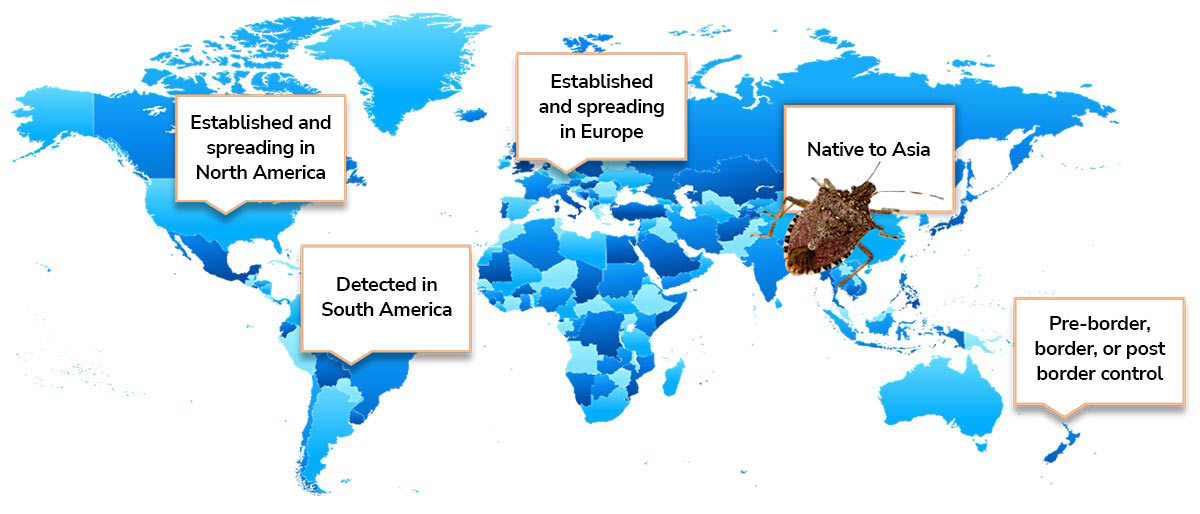 Karte der Verbreitung der Braunen Marmorierten Stinkwanze