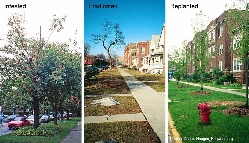 Damage to trees on a Chicago street due to Asian longhorned beetles.