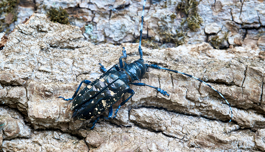 Escarabajo adulto asiático de cuernos largos