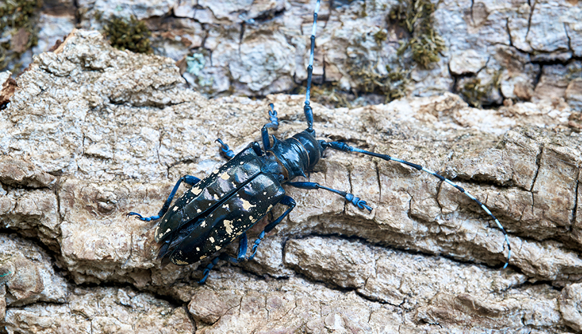 成年亚洲长角甲虫