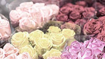 roses in a temperature controlled truckload freight shot